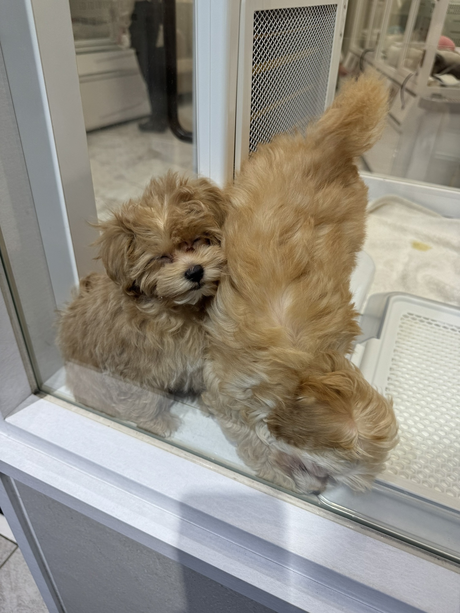 ましこのきまぐれ248